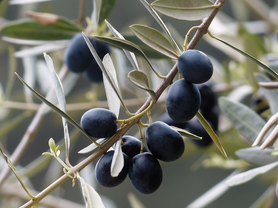 Olive nere - Soffio di Grano e Curiosità - Luglio 2019